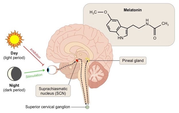 Effects of Melatonin in the Brain